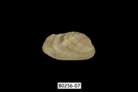 藏品(紫斑船蛤)的圖片